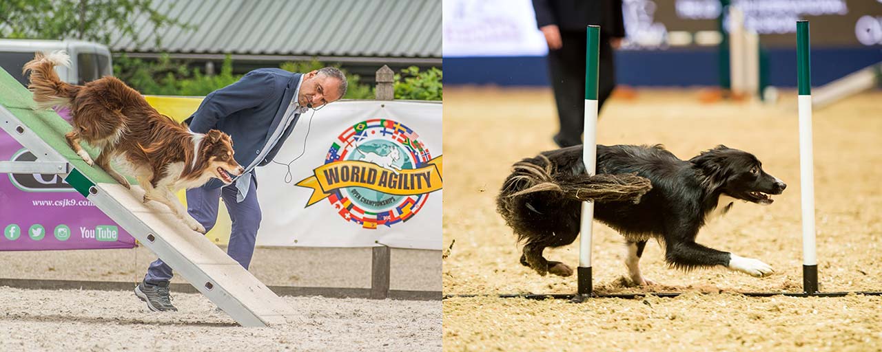 World Agility Dogs